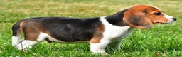 Beagle dogs for sale: Milo - Ad 9
