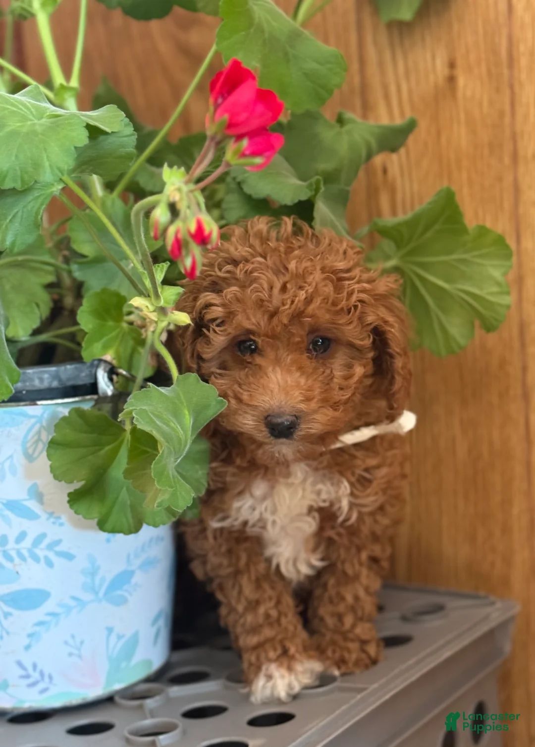 Miniature Poodle dogs for sale: Regal Rufas - Ad 11