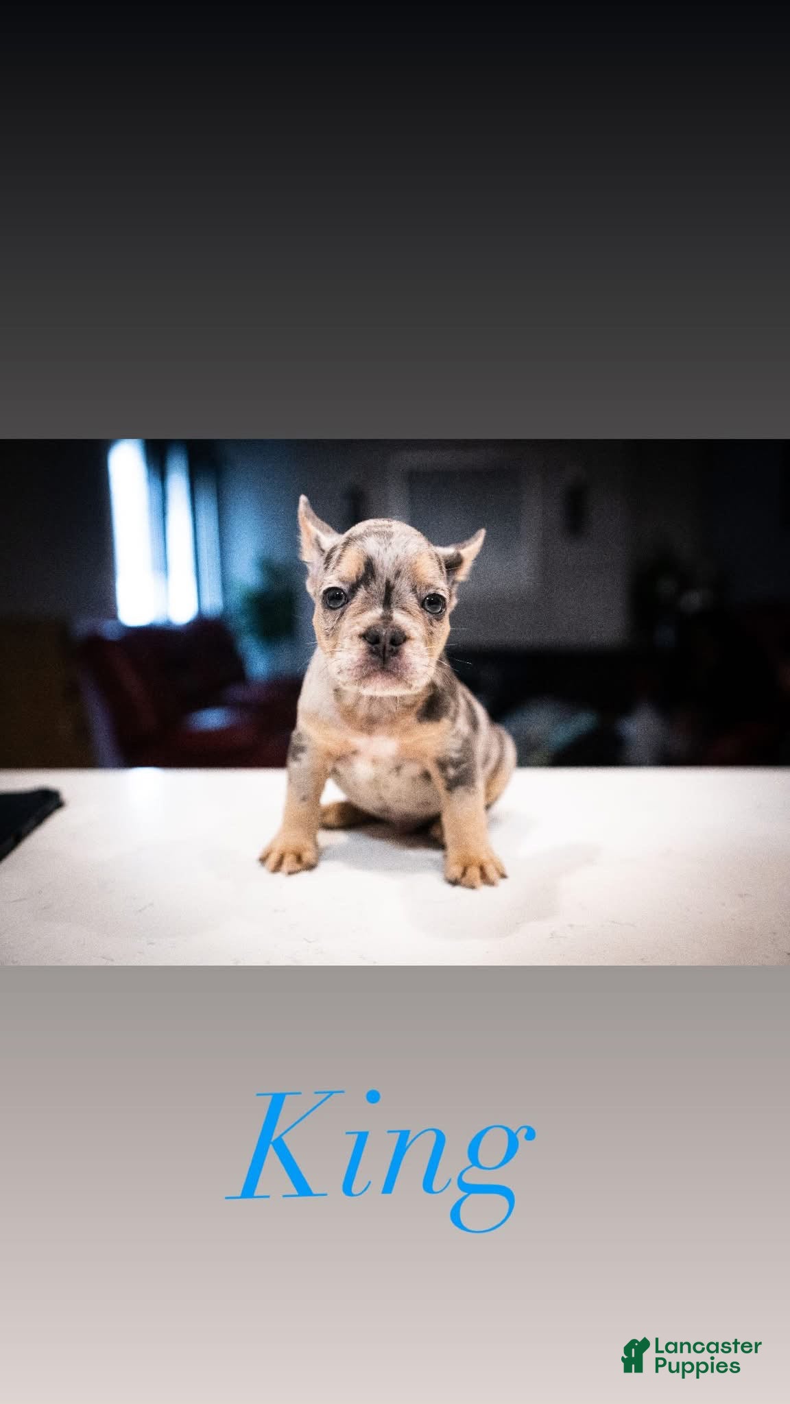 French Bulldog dogs King - Ad 10