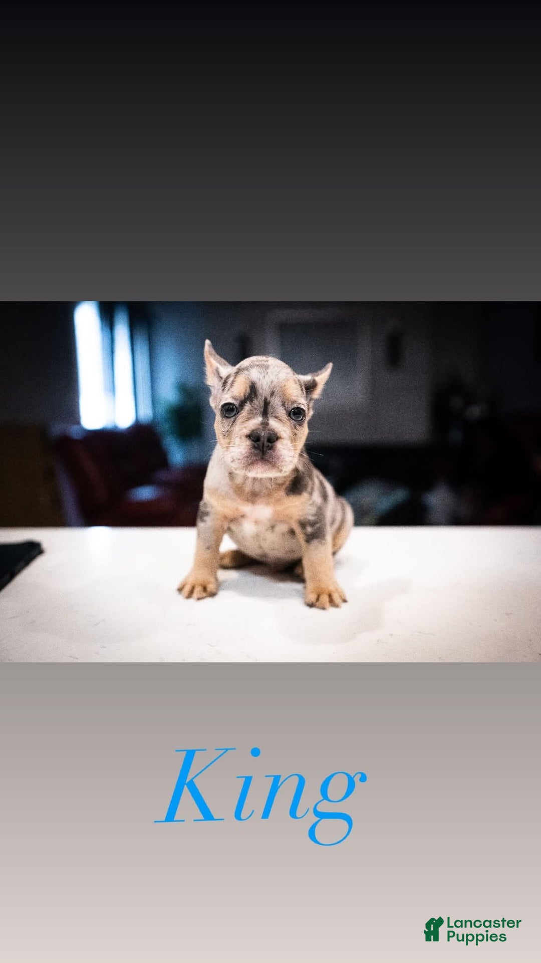 French Bulldog dogs for sale: King - Ad 1