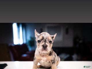 French Bulldog dogs King - Ad 31