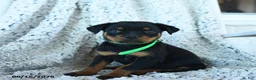 Rottweiler dogs for sale: Reb  - Ad 2
