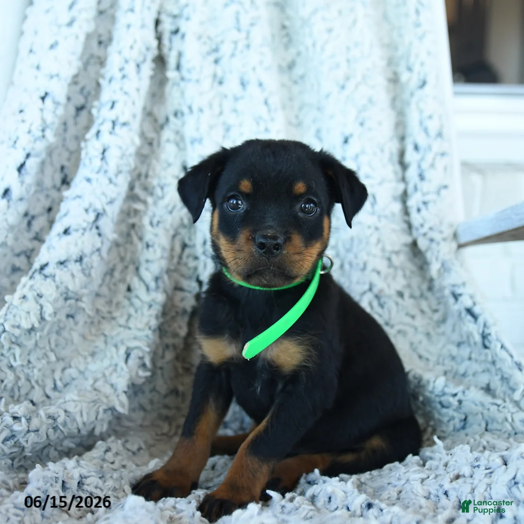 Rottweiler dogs for sale: Reb  - Ad 2