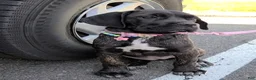 Cane Corso dogs for sale: Jean Gray - Ad 3