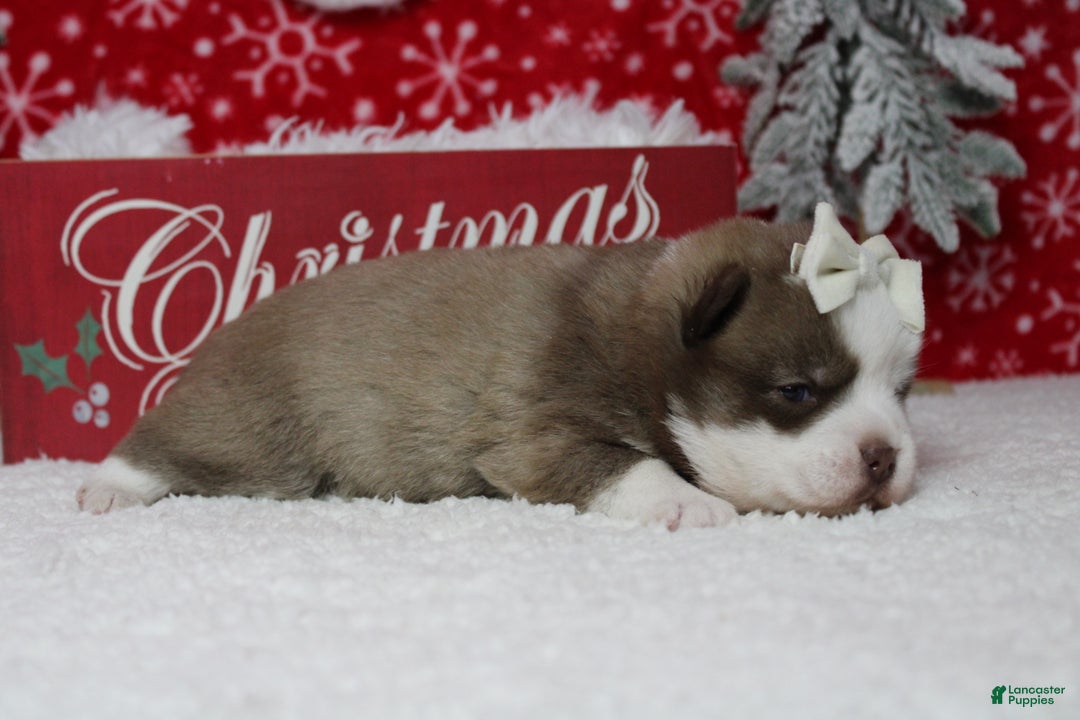 Pomsky dogs for sale: Denali  - Ad 12