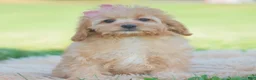 Cavapoo dogs for sale: Cinnabun - Ad 2