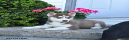 Pomsky dogs for sale: Rosie - Ad 4
