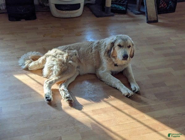 Mixed Breed dogs Claude - Ad 2