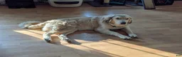 Mixed Breed dogs for sale: Claude - Ad 2