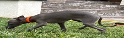 Italian Greyhound dogs for sale: Axel - Ad 10