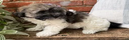 Havapoo dogs for sale: Mocha - Ad 7