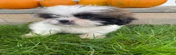 Shih Tzu dogs for sale: Oliver - Ad 9