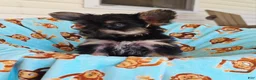 Yorkshire Terrier dogs for sale: Henry  - Ad 10