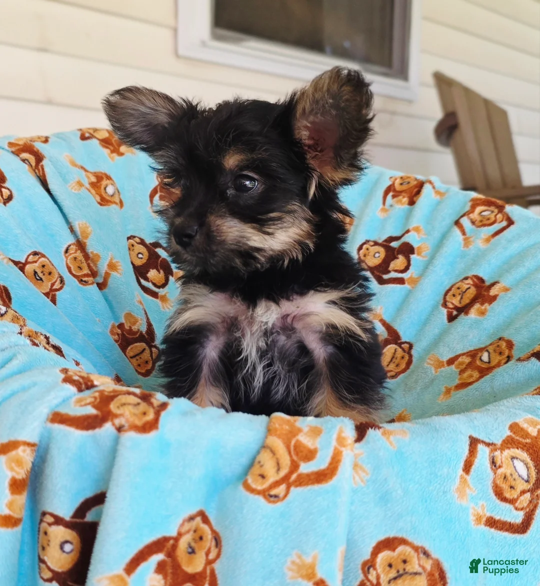 Yorkshire Terrier dogs for sale: Henry  - Ad 10