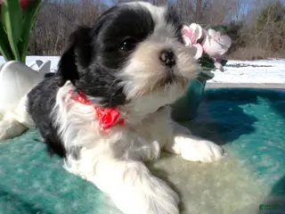 Shih Tzu dogs Shih Tzu Puppy 1 Milo - Ad 31