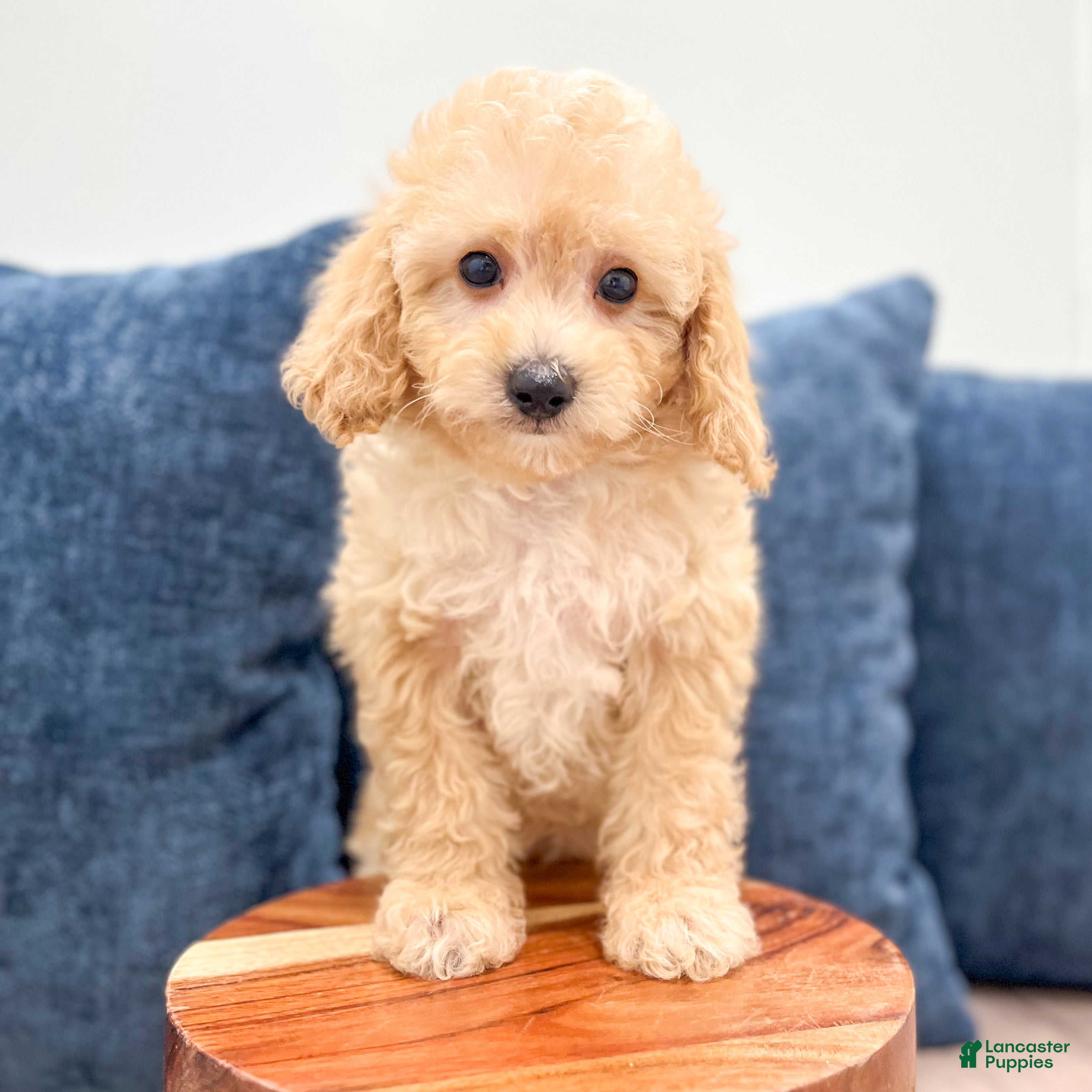 Miniature Poodle dogs for sale: Bo - Ad 2