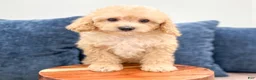 Miniature Poodle dogs for sale: Bo - Ad 2