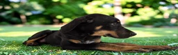 Catahoula Leopard Dog dogs for sale: Gypsie 2026 Female 2 - Ad 3