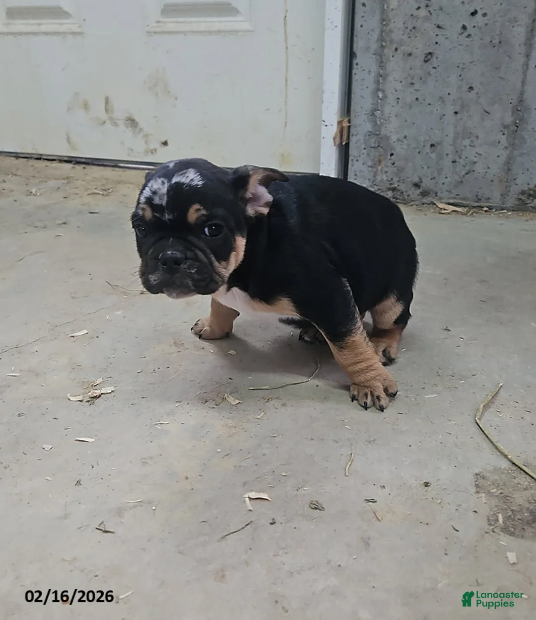 Frenchton dogs for sale: Billy - Ad 2