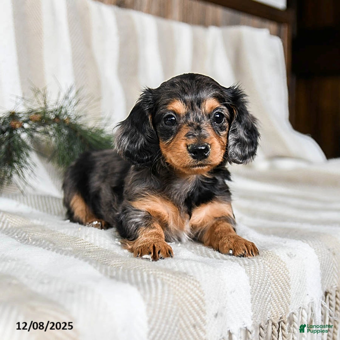 Miniature Dachshund dogs for sale: Cupcake - Ad 3
