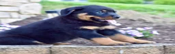 Rottweiler dogs for sale: Willson  - Ad 5