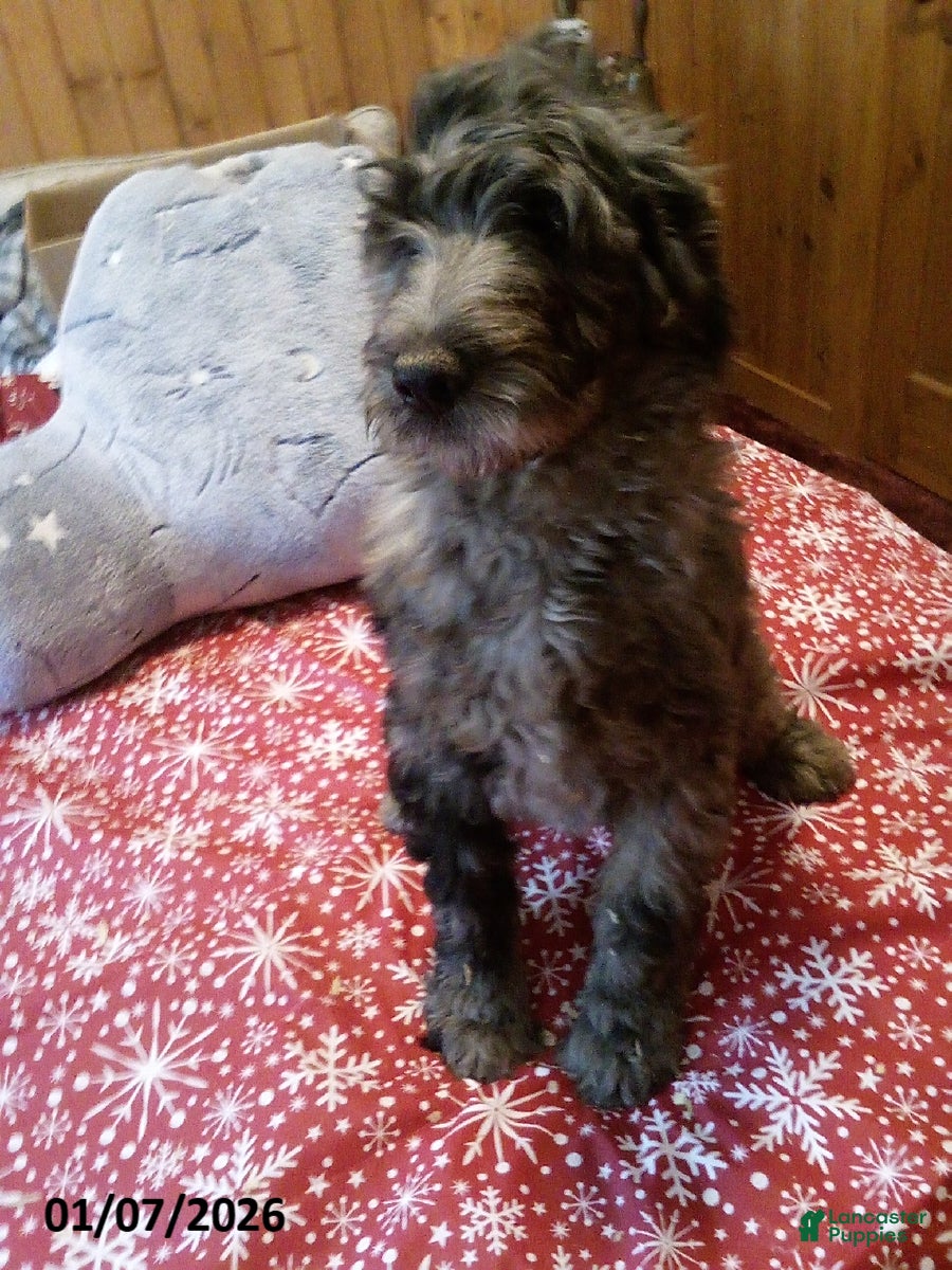 Goldendoodle dogs Lucky - Merle - Ad 3