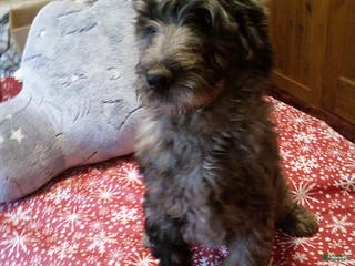 Goldendoodle dogs Lucky - Merle - Ad 7