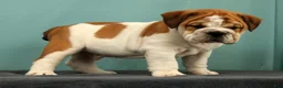 English Bulldog dogs for sale: Captain - Ad 3