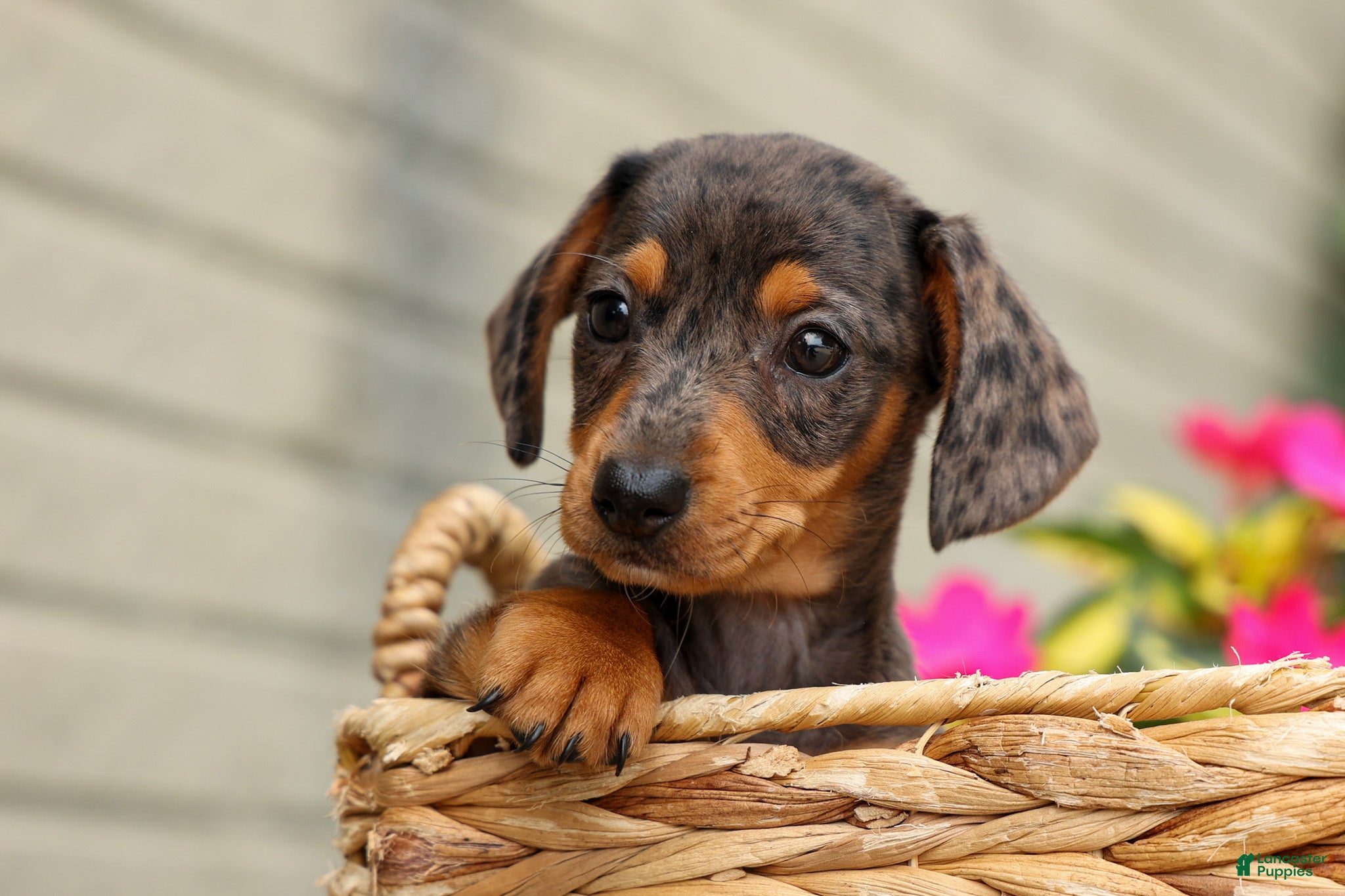 Miniature Dachshund dogs Holly 🌸 - Ad 1