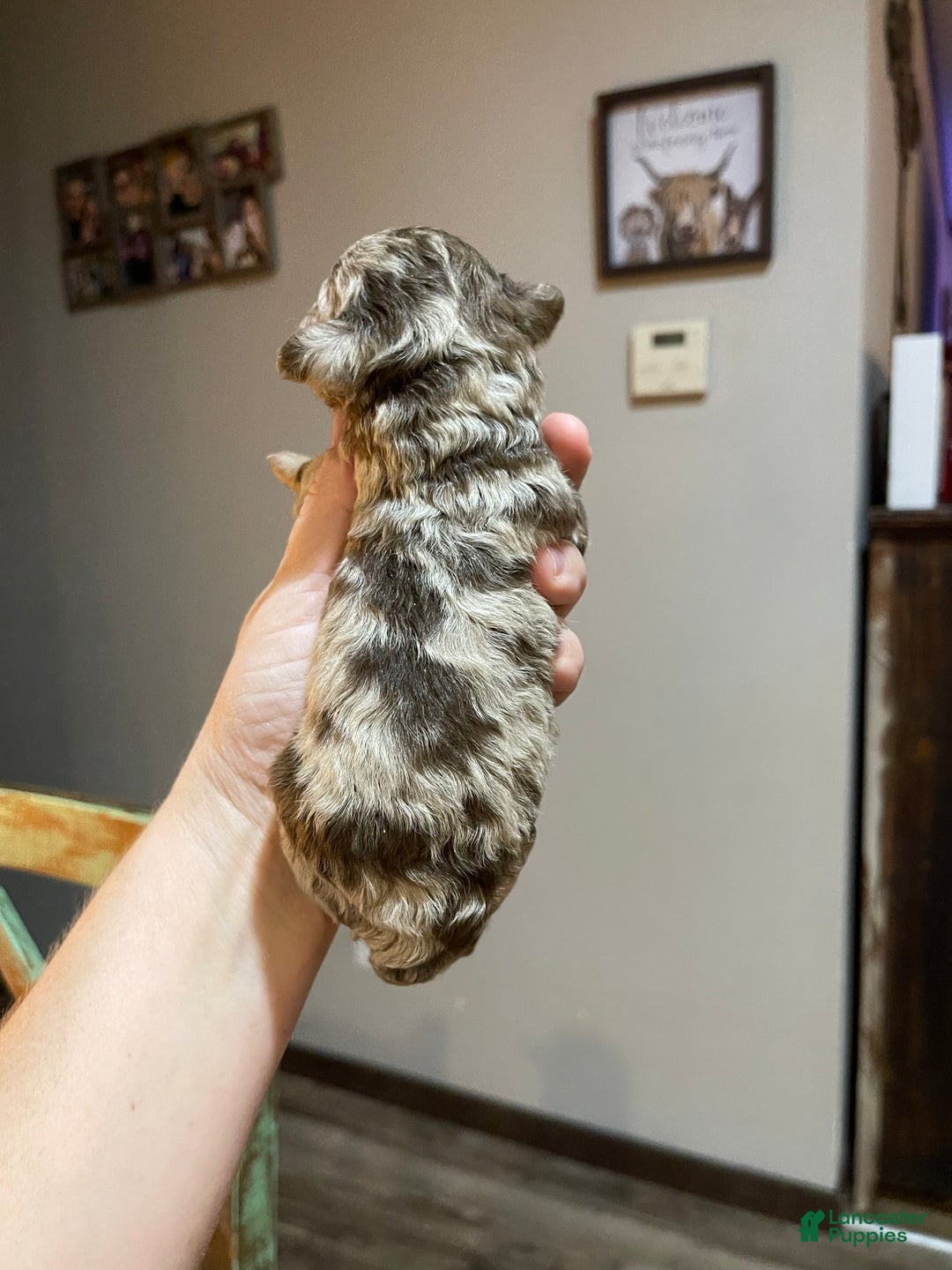 Miniature Poodle dogs for sale: Miniature Poodle Puppy 1 - Ad 34