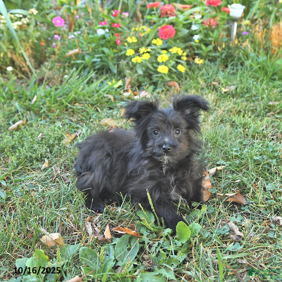 Pomapoo dogs for sale: Banjo - Ad 1
