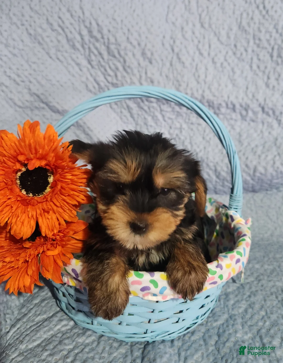 Yorkshire Terrier dogs for sale: Shelby - Ad 1
