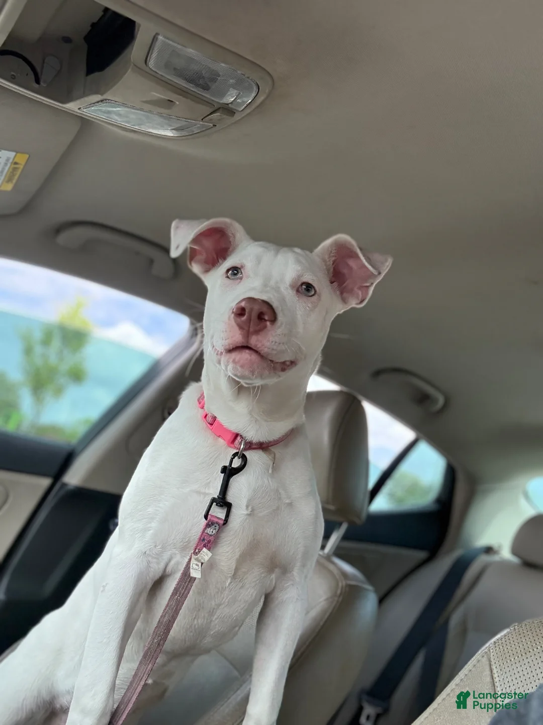 Mixed Breed dogs for sale: Sugar - Ad 2