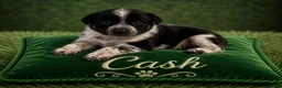 Australian Shepherd dogs for sale: Cash - Ad 1