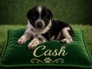 Australian Shepherd dogs Cash - Ad 7