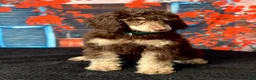 Standard Poodle dogs for sale: Rex - Ad 3