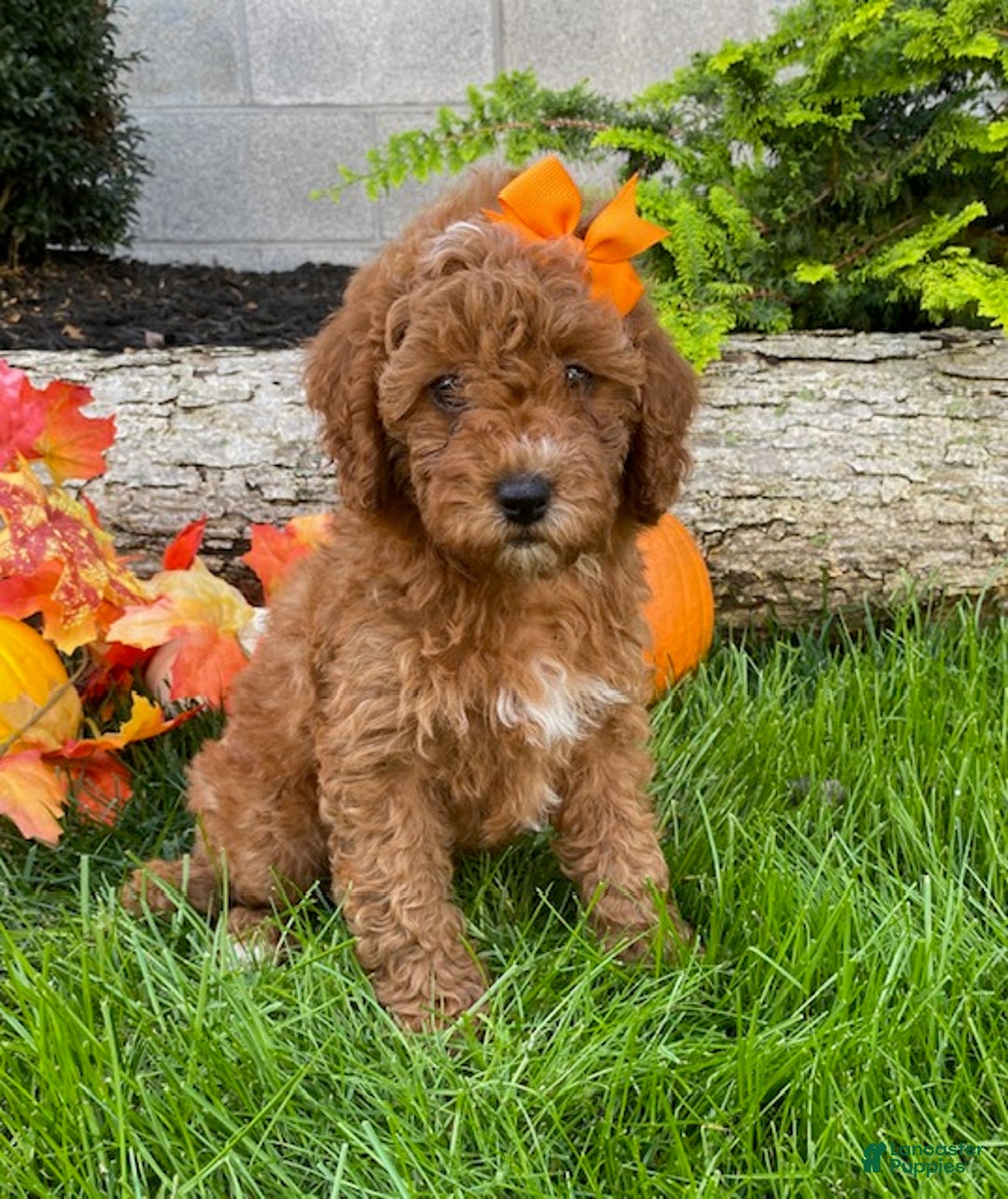 Cavapoo dogs for sale: Dream - Ad 3