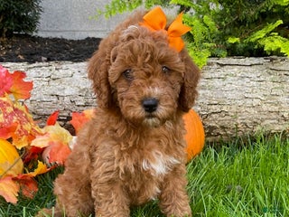 Cavapoo dogs - Ad 11