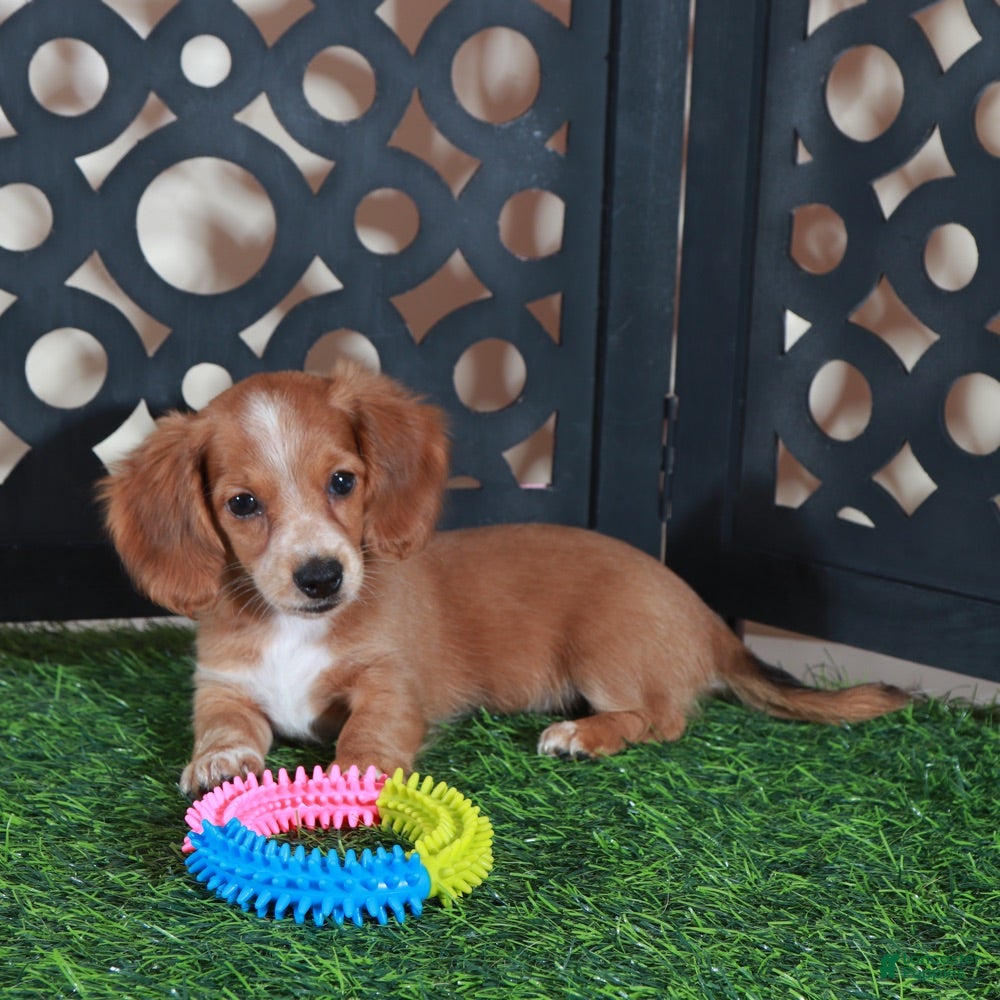 Miniature Dachshund dogs Jasmine Beautiful Red/white Mini Dachshund Puppy - Ad 1