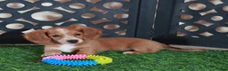 Miniature Dachshund dogs for sale: Jasmine Beautiful Red/white Mini Dachshund Puppy - Ad 1