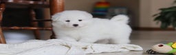 Samoyed dogs for sale: Poppy - Ad 8