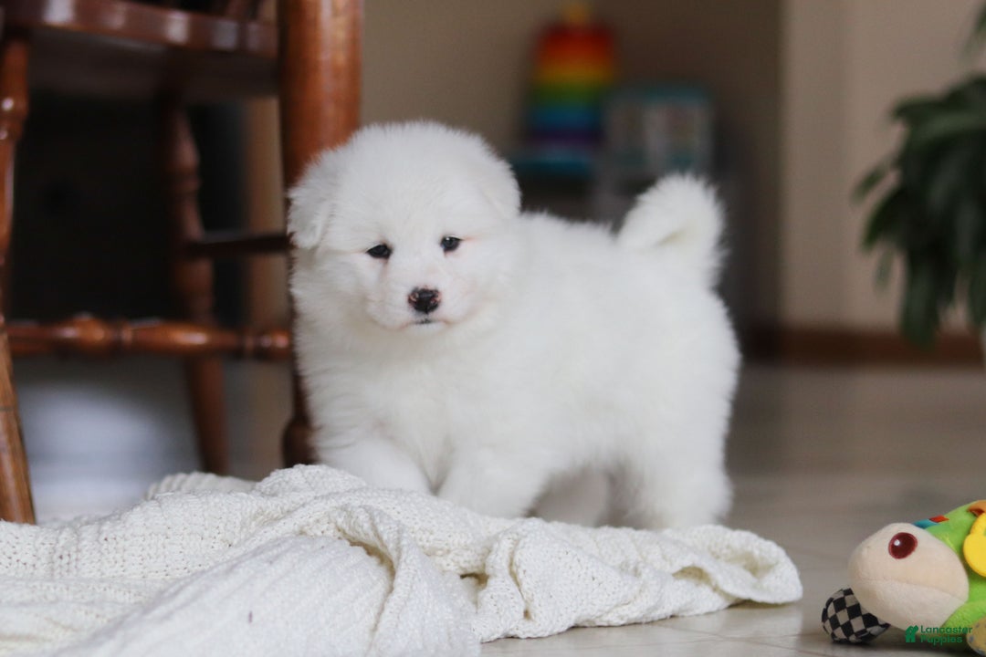 Samoyed dogs for sale: Poppy - Ad 8