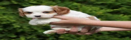 Cavachon dogs for sale: Chloe - Ad 3