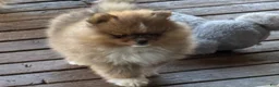 Pomeranian dogs for sale: AKC Red Teddy Pom  - Ad 2
