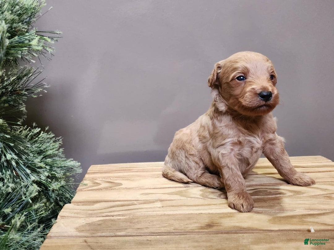 Mini Goldendoodle dogs for sale: Houston - Ad 19