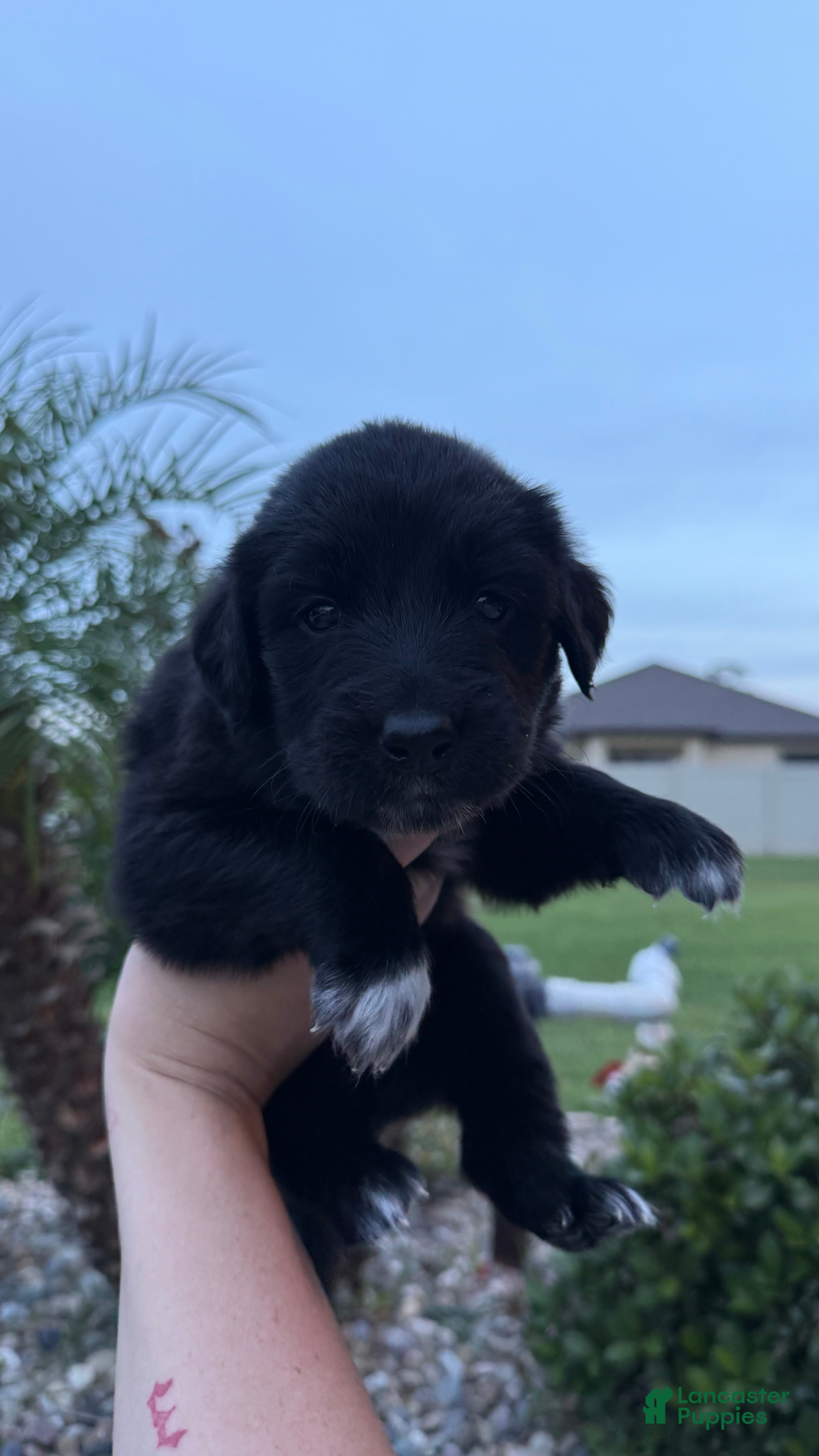 Mixed Breed dogs Sunshine  - Ad 22