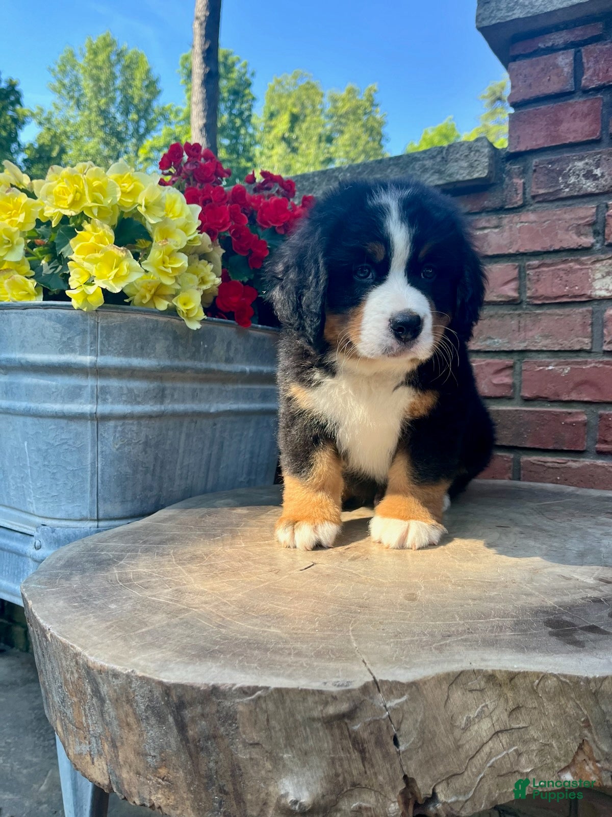 Bernese Mountain Dog dogs Chase - Ad 1
