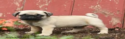 Pug dogs for sale: Kiki - Ad 1