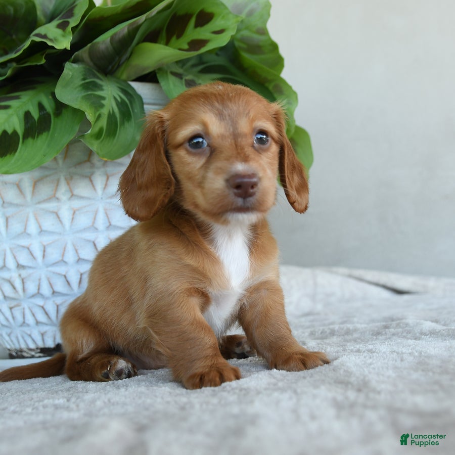 Dachshund dogs for sale: Peanuts - Ad 1