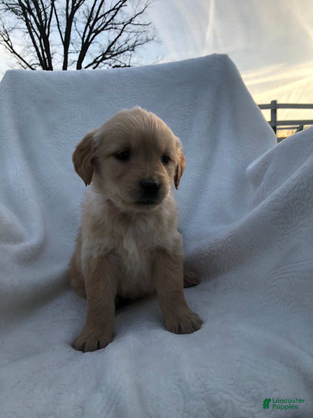 Golden Retriever dogs for sale: Rio - Ad 2